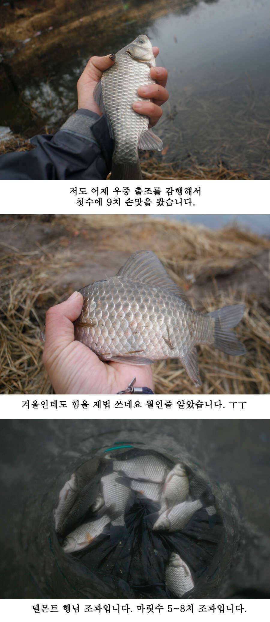 청도권 물낚시 시즌 오픈 (조황조행기 - 특파원조황)