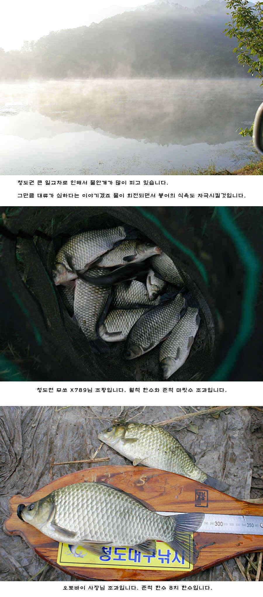 청도권 42cm 추석 연휴및 주중 조황 (조황조행기 - 특파원조황)