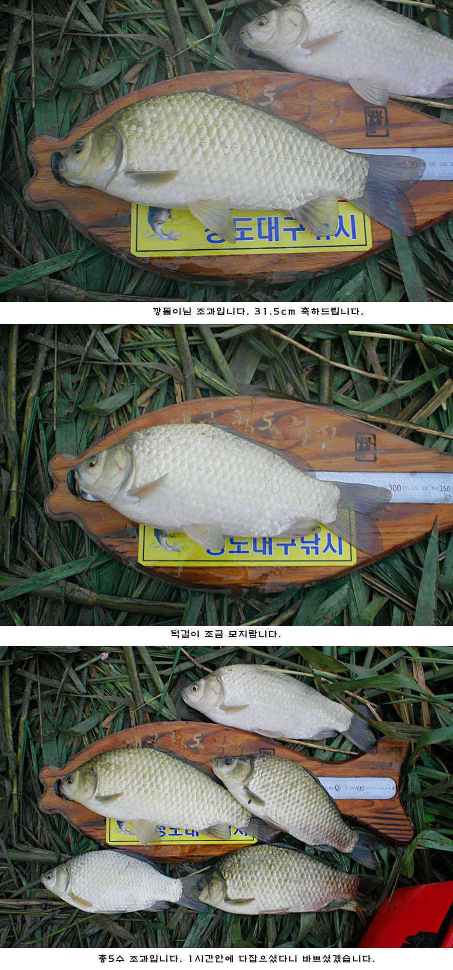 청도권 42cm 추석 연휴및 주중 조황 (조황조행기 - 특파원조황)