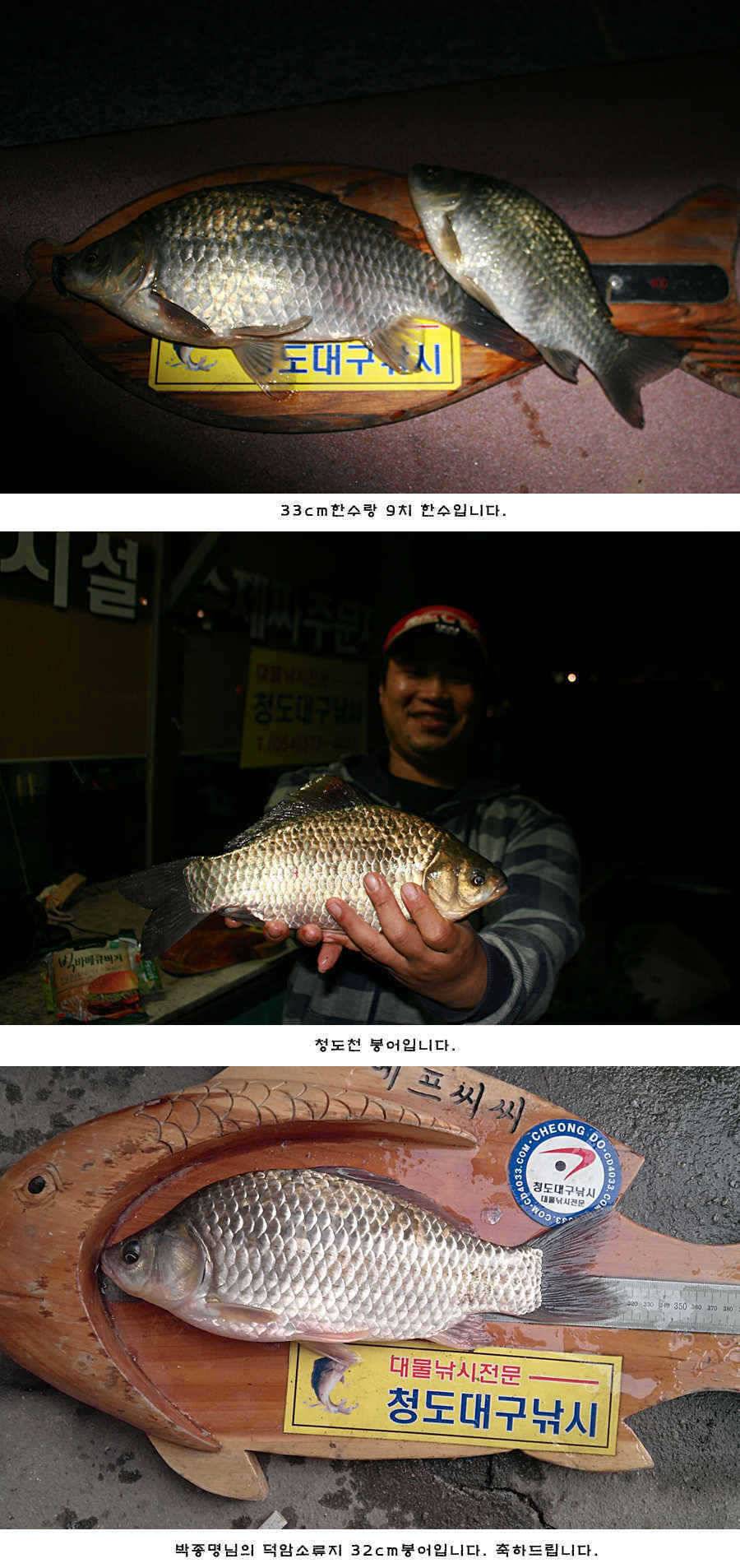 청도권 42cm 추석 연휴및 주중 조황 (조황조행기 - 특파원조황)