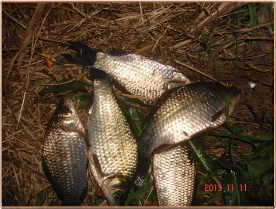 진위천 조황소식 (조황조행기 - 특파원조황)