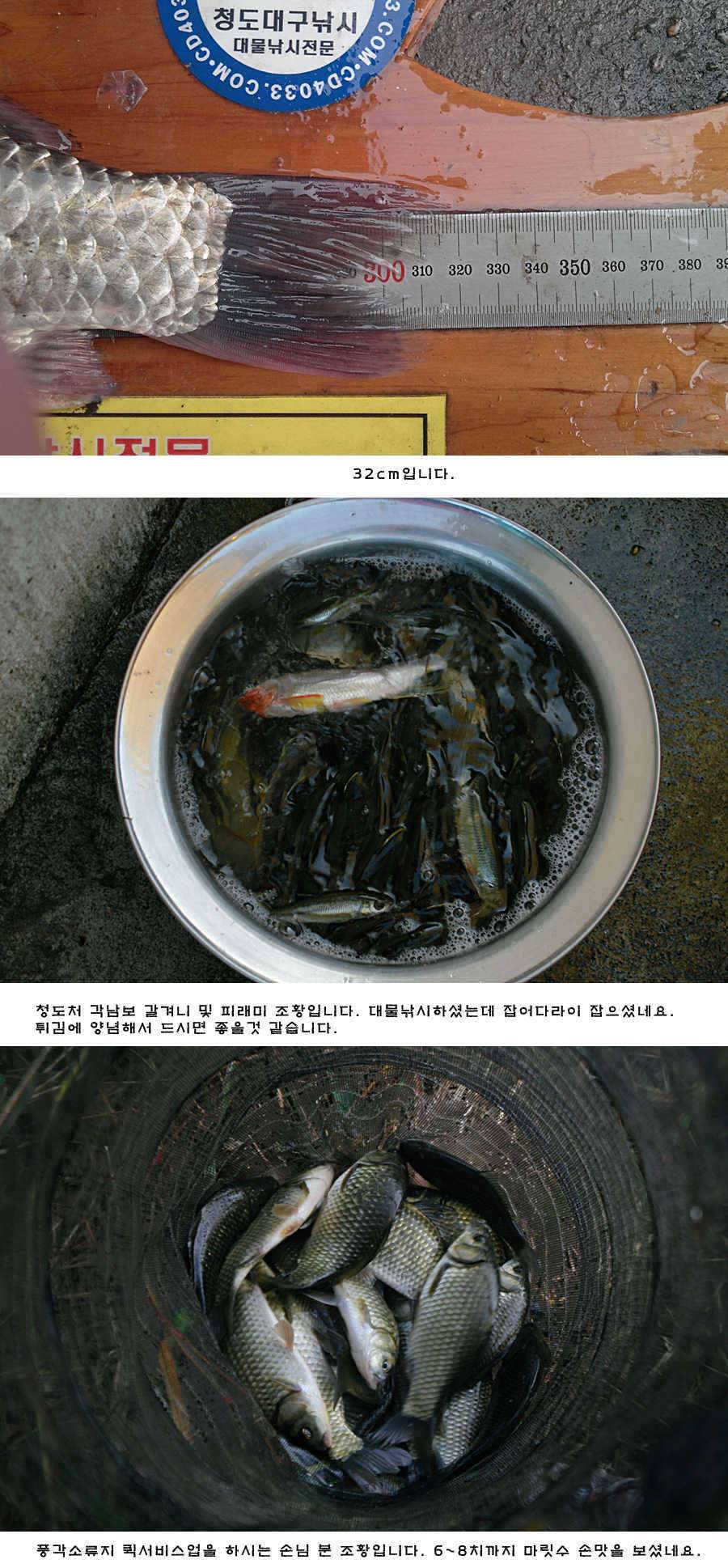 청도권 42cm 추석 연휴및 주중 조황 (조황조행기 - 특파원조황)