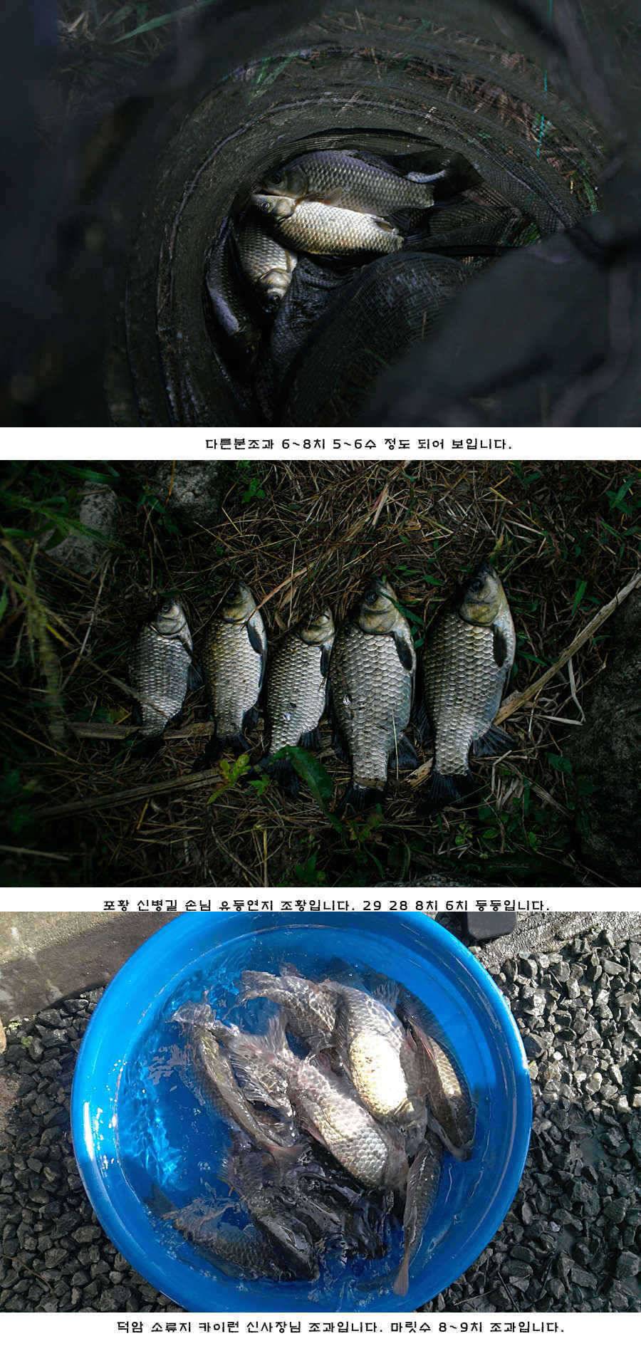 청도권 42cm 추석 연휴및 주중 조황 (조황조행기 - 특파원조황)