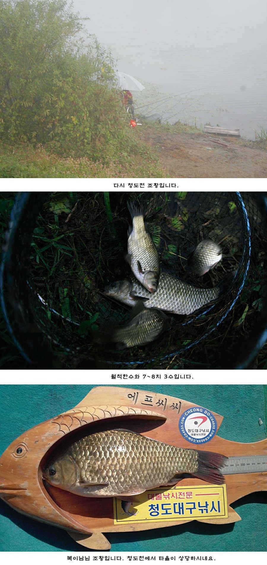 청도권 42cm 추석 연휴및 주중 조황 (조황조행기 - 특파원조황)