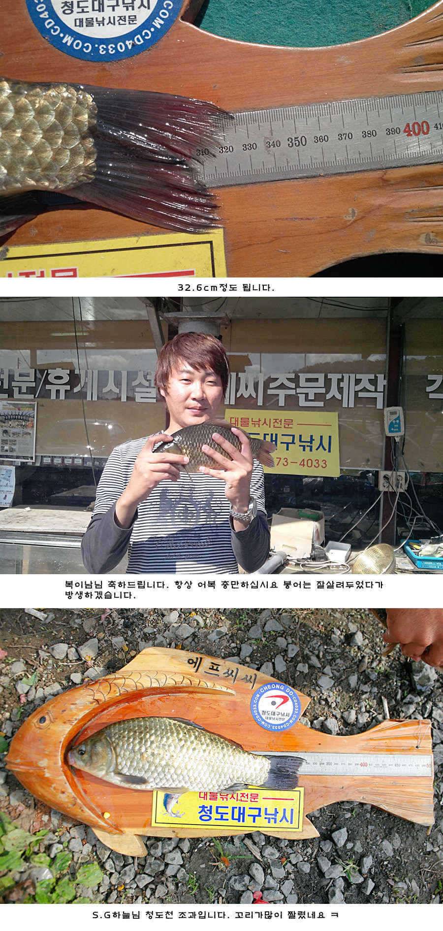 청도권 42cm 추석 연휴및 주중 조황 (조황조행기 - 특파원조황)