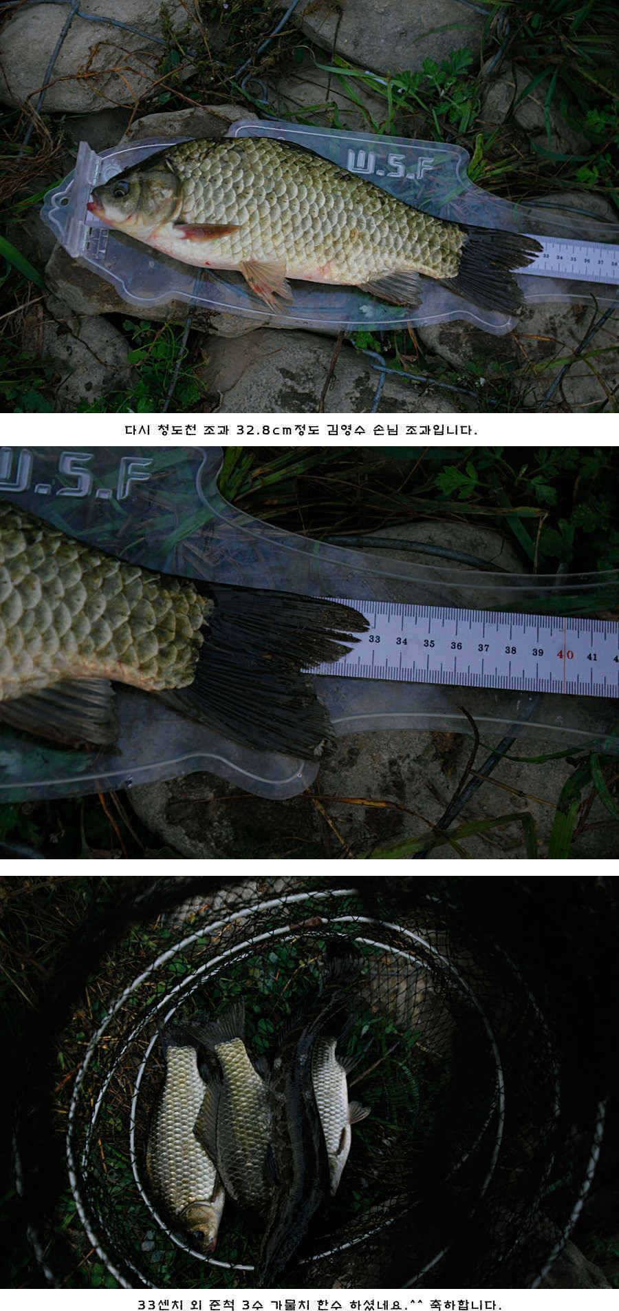 청도권 42cm 추석 연휴및 주중 조황 (조황조행기 - 특파원조황)