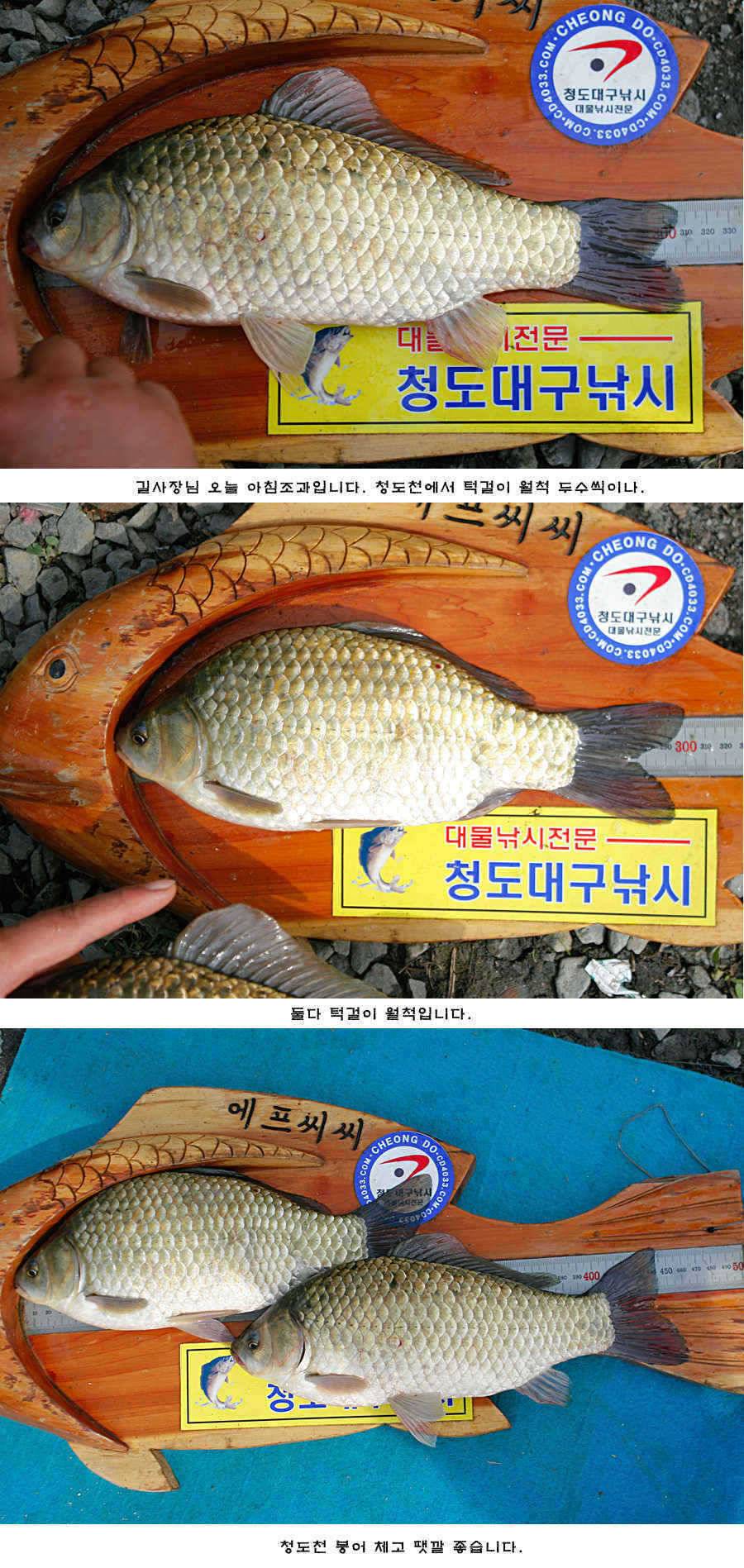 청도권 42cm 추석 연휴및 주중 조황 (조황조행기 - 특파원조황)