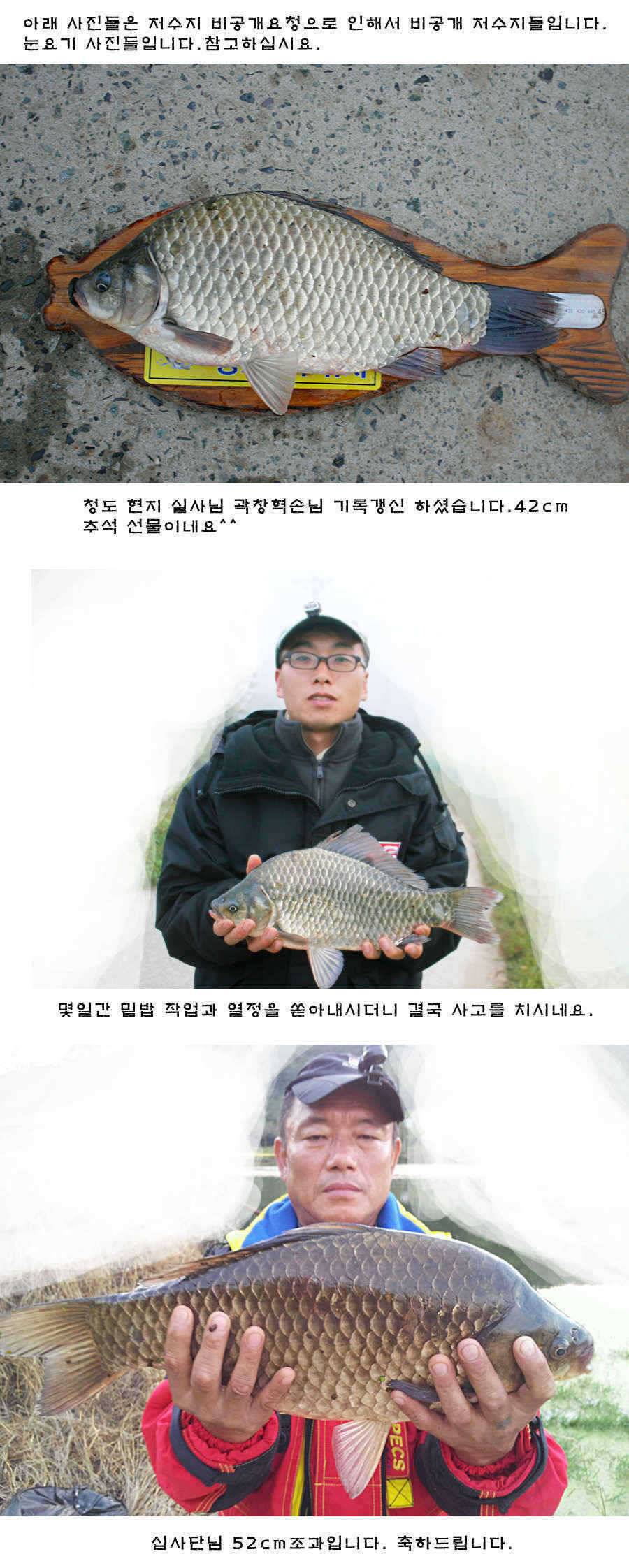 청도권 42cm 추석 연휴및 주중 조황 (조황조행기 - 특파원조황)