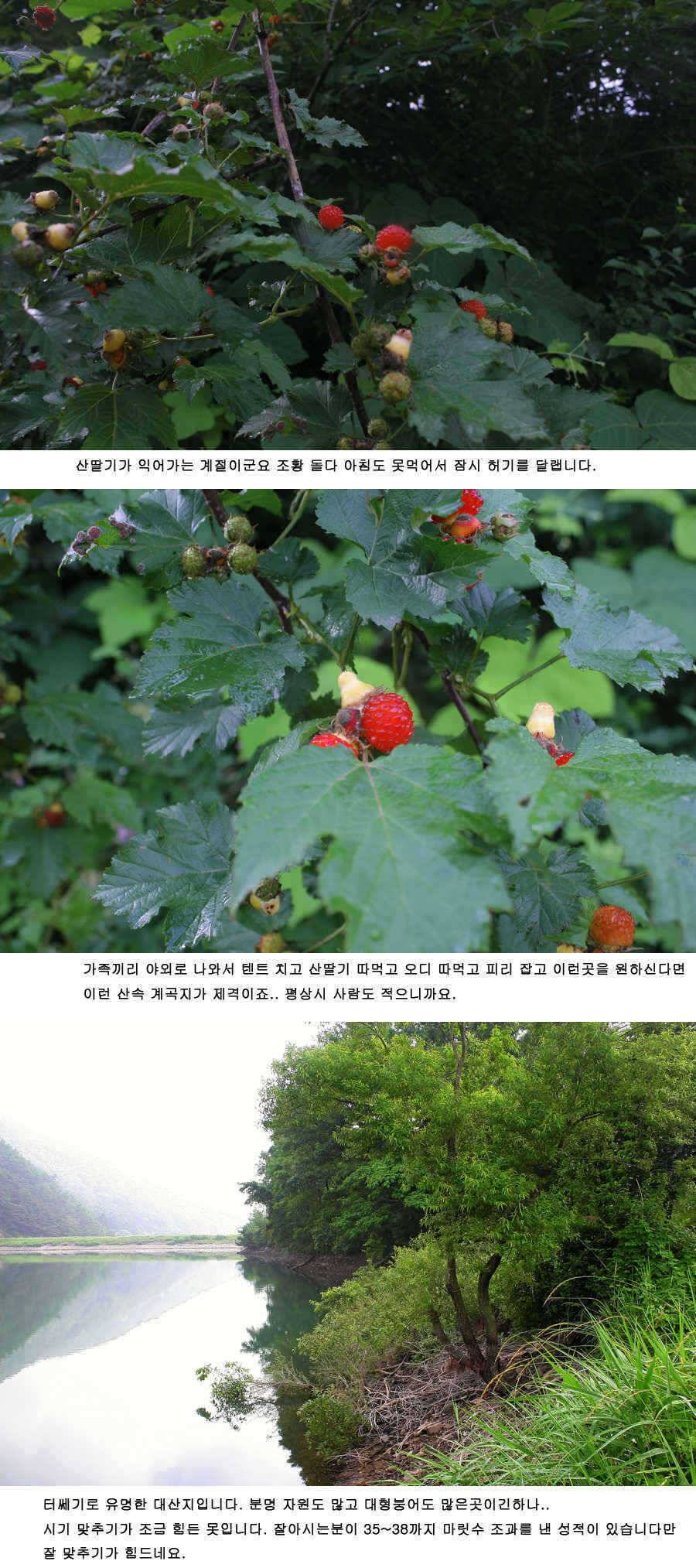 청도권 주말 조황 대박 (조황조행기 - 특파원조황)