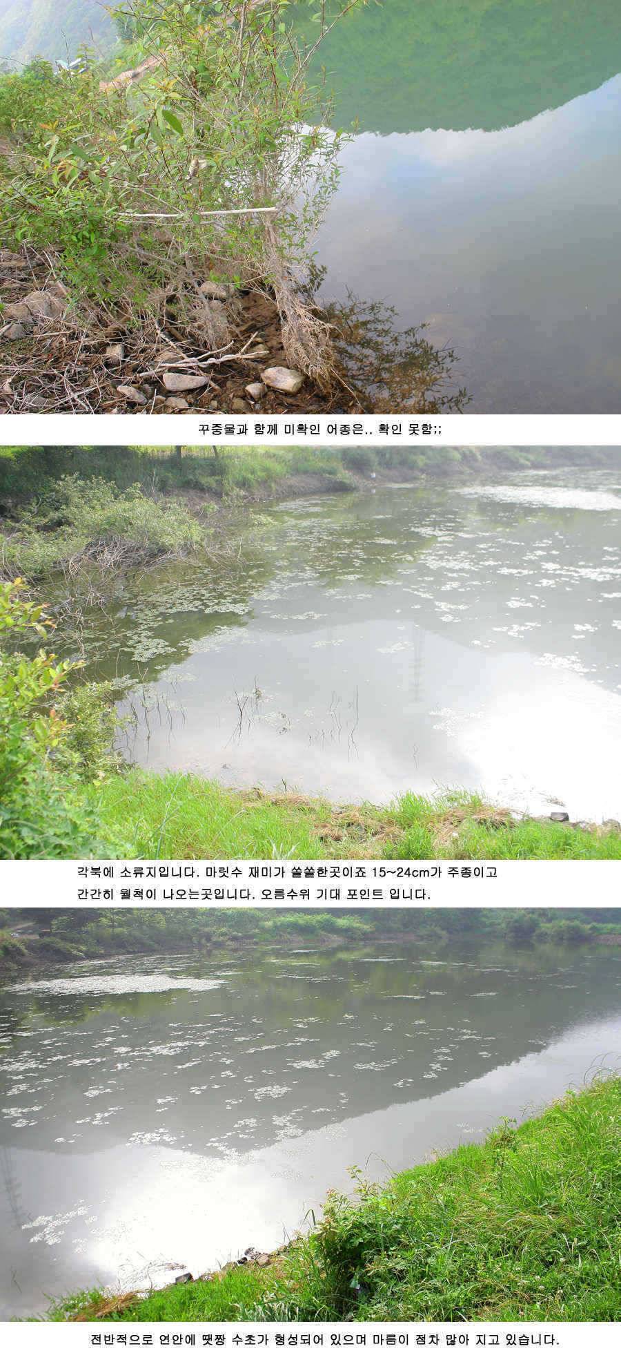 청도권 주말 조황 대박 (조황조행기 - 특파원조황)