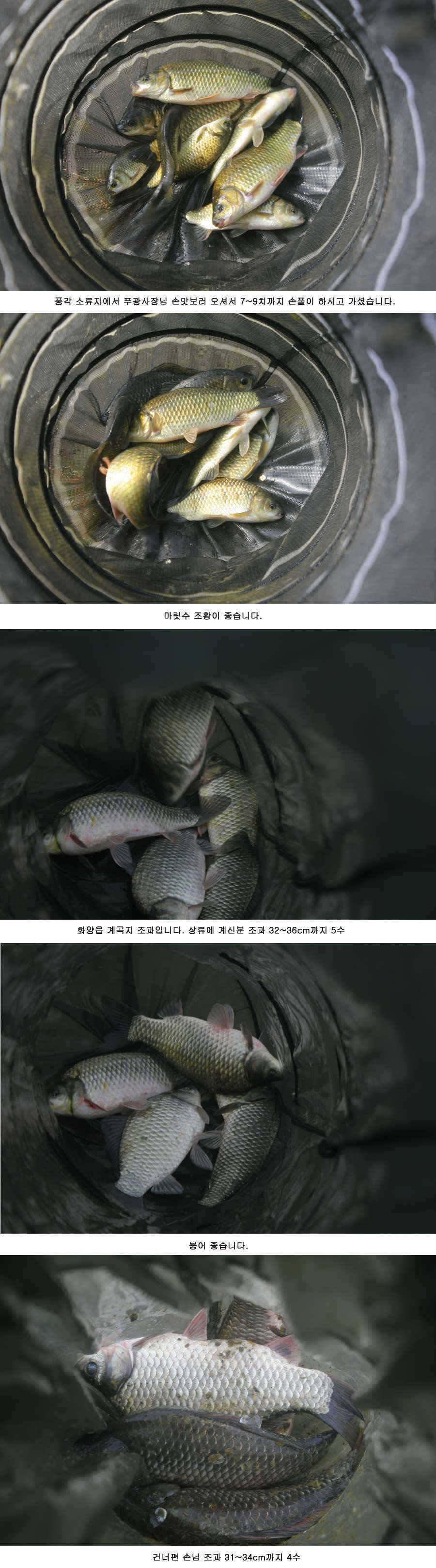 청도권 주말 조황 대박 (조황조행기 - 특파원조황)