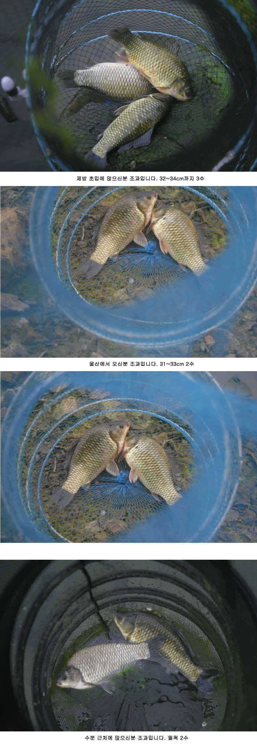청도권 주말 조황 대박 (조황조행기 - 특파원조황)