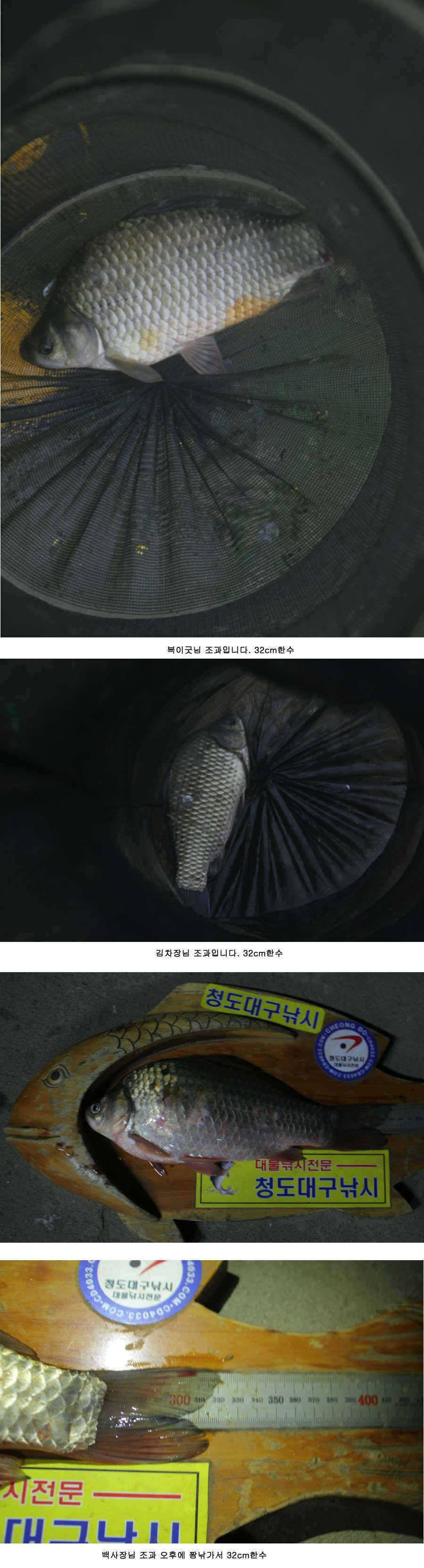 청도권 주말 조황 대박 (조황조행기 - 특파원조황)