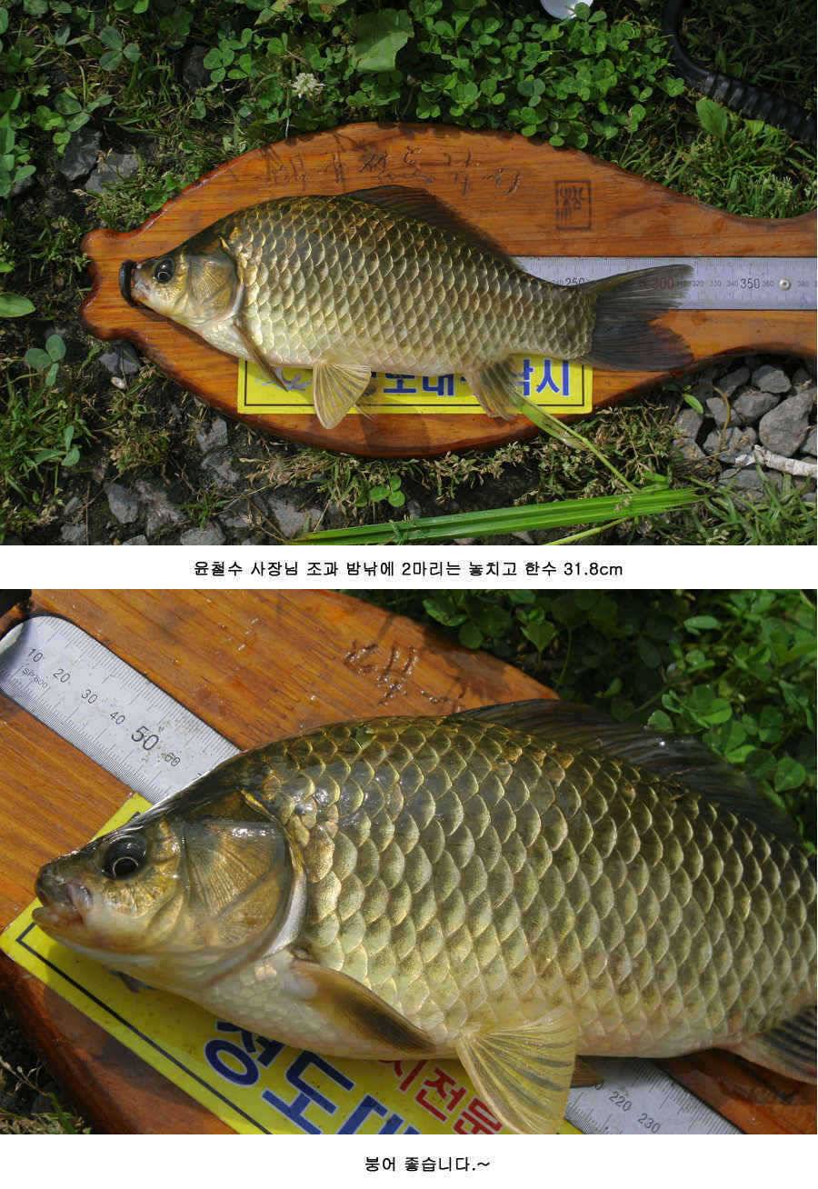 청도권 주말 조황 대박 (조황조행기 - 특파원조황)