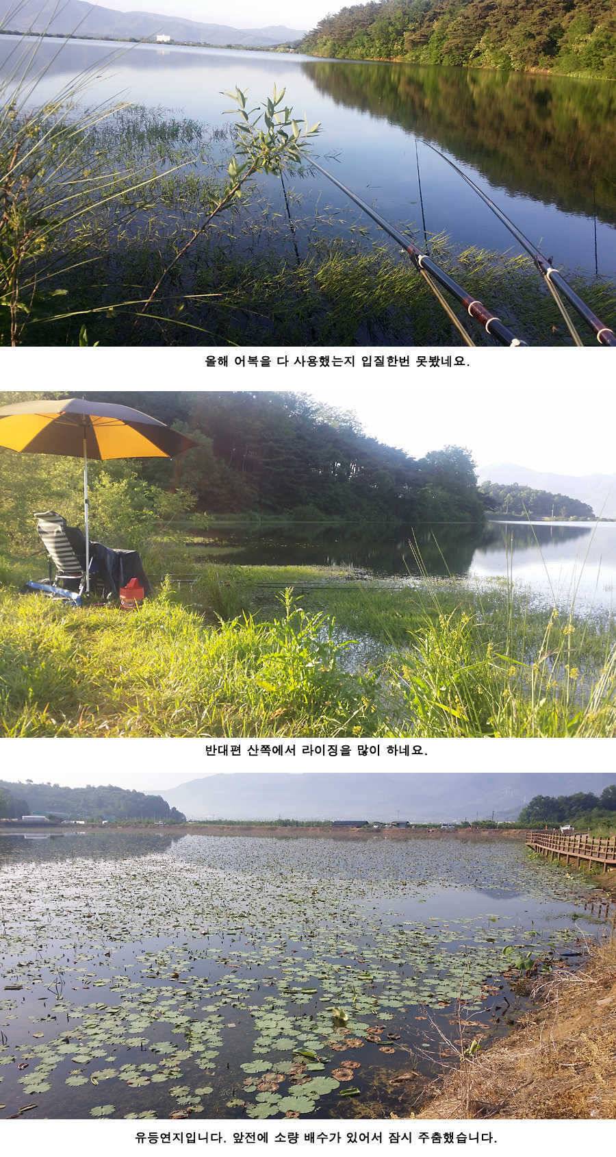 지난주와 이번주 청도권 조황 (조황조행기 - 특파원조황)