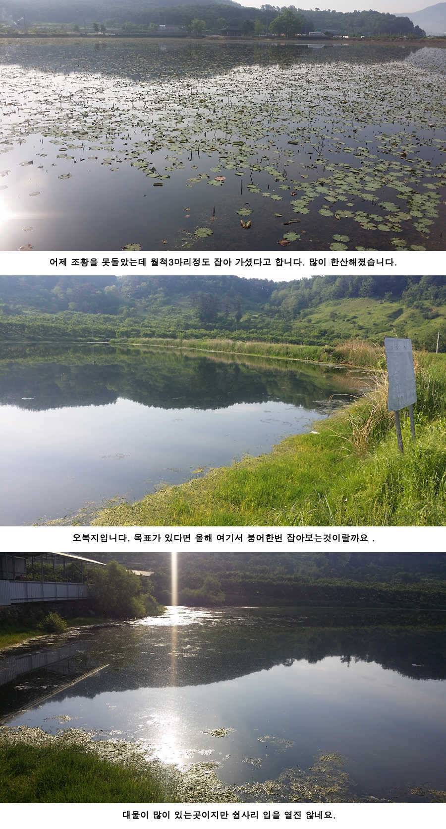 지난주와 이번주 청도권 조황 (조황조행기 - 특파원조황)