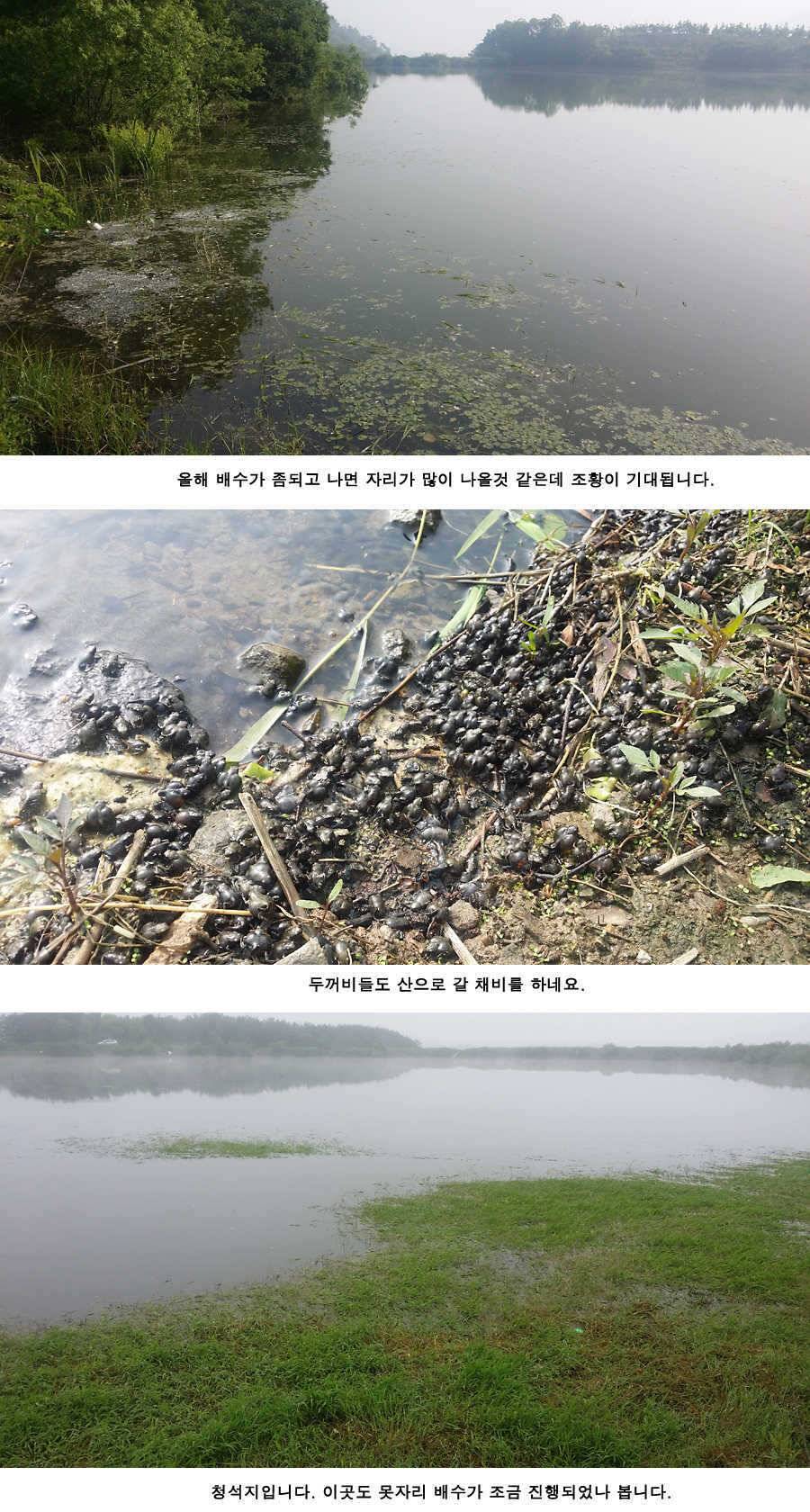 지난주와 이번주 청도권 조황 (조황조행기 - 특파원조황)