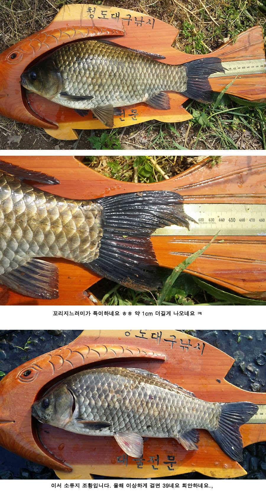 지난주와 이번주 청도권 조황 (조황조행기 - 특파원조황)