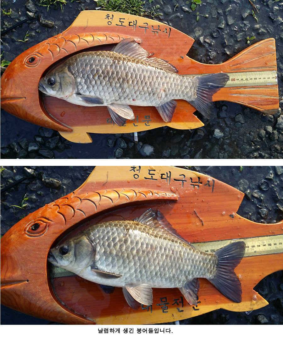 지난주와 이번주 청도권 조황 (조황조행기 - 특파원조황)