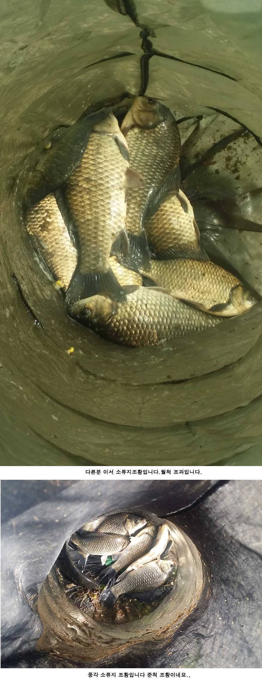 지난주와 이번주 청도권 조황 (조황조행기 - 특파원조황)