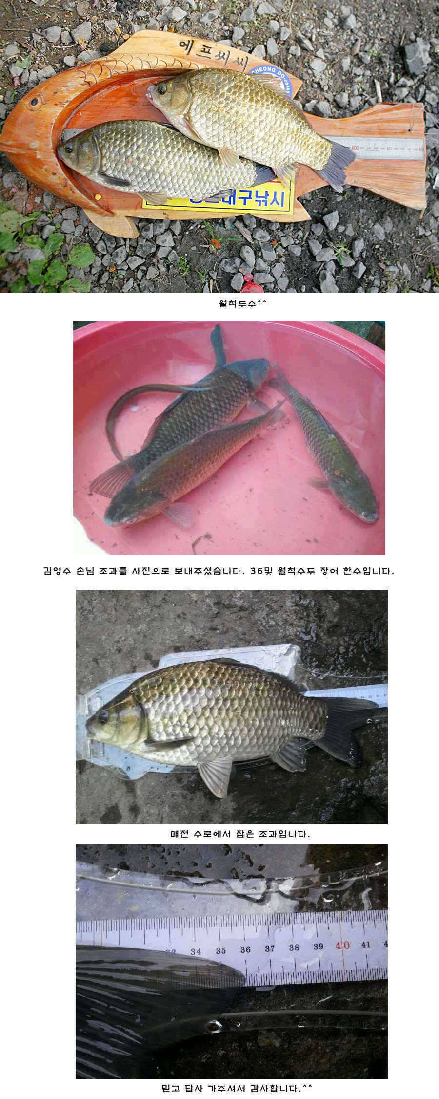 청도권 42cm 추석 연휴및 주중 조황 (조황조행기 - 특파원조황)