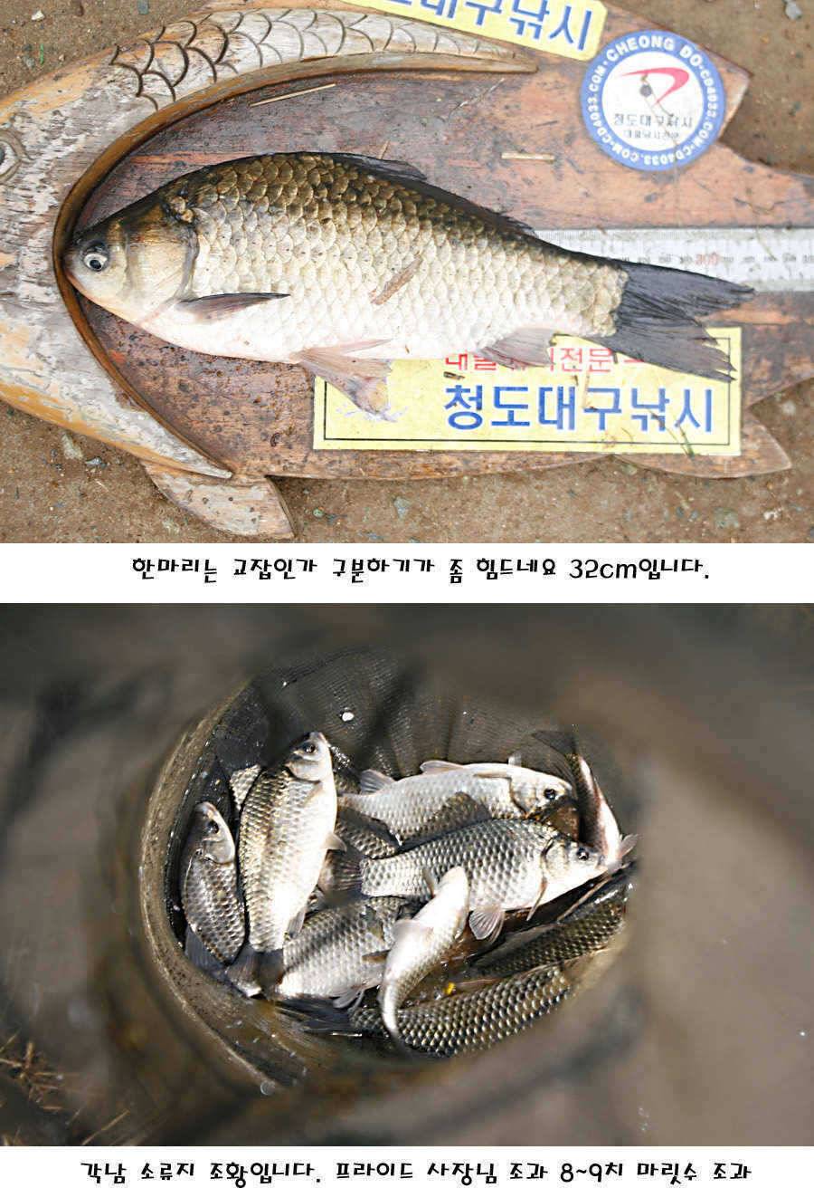 청도권 빵빵 터집니다 (조황조행기 - 특파원조황)