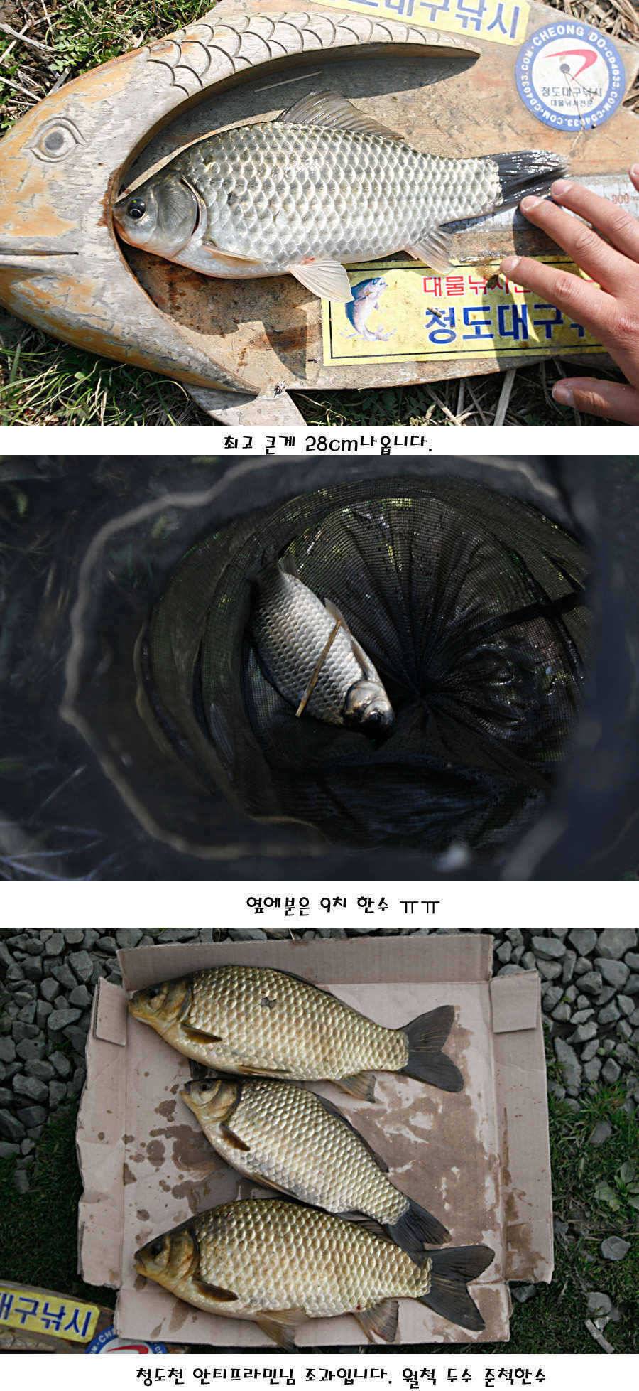 청도권 빵빵 터집니다 (조황조행기 - 특파원조황)