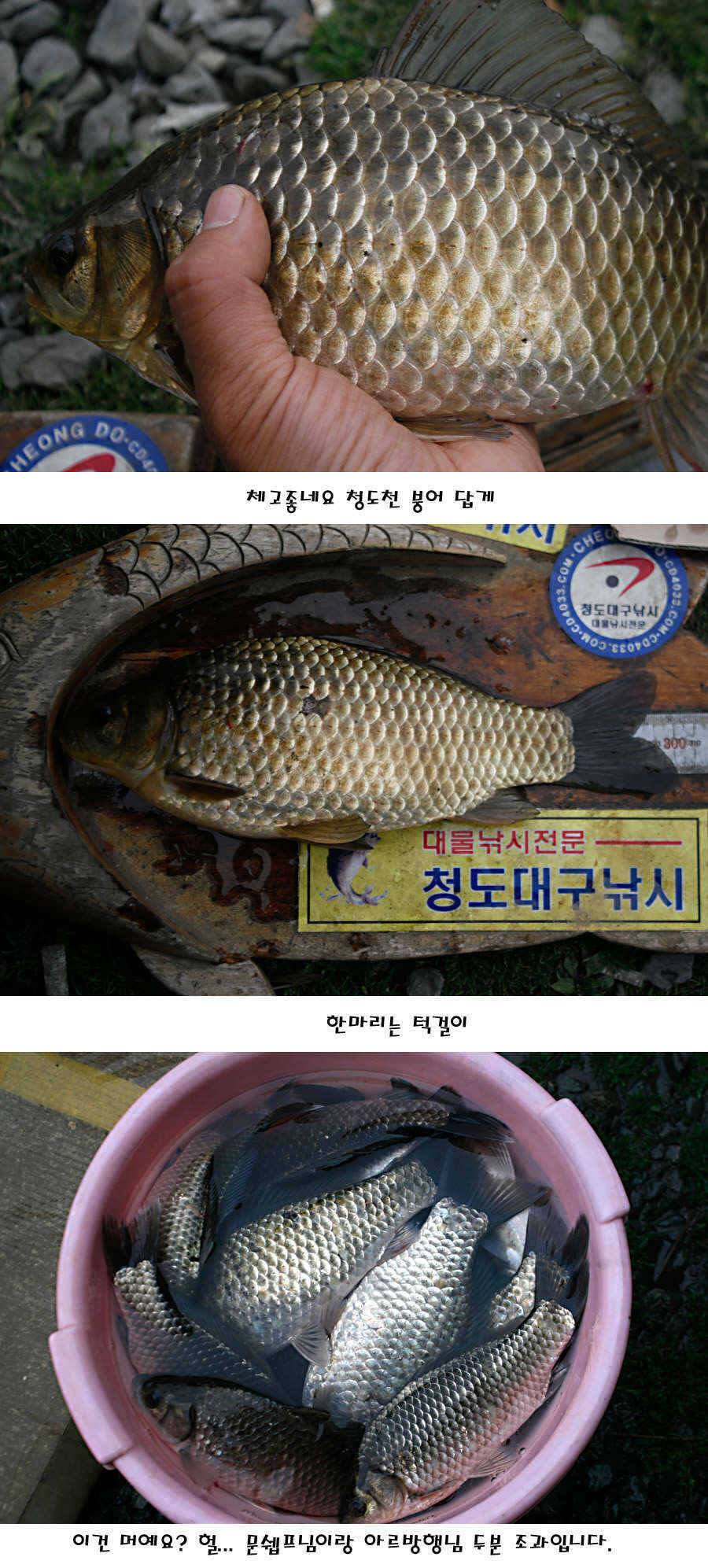 청도권 빵빵 터집니다 (조황조행기 - 특파원조황)