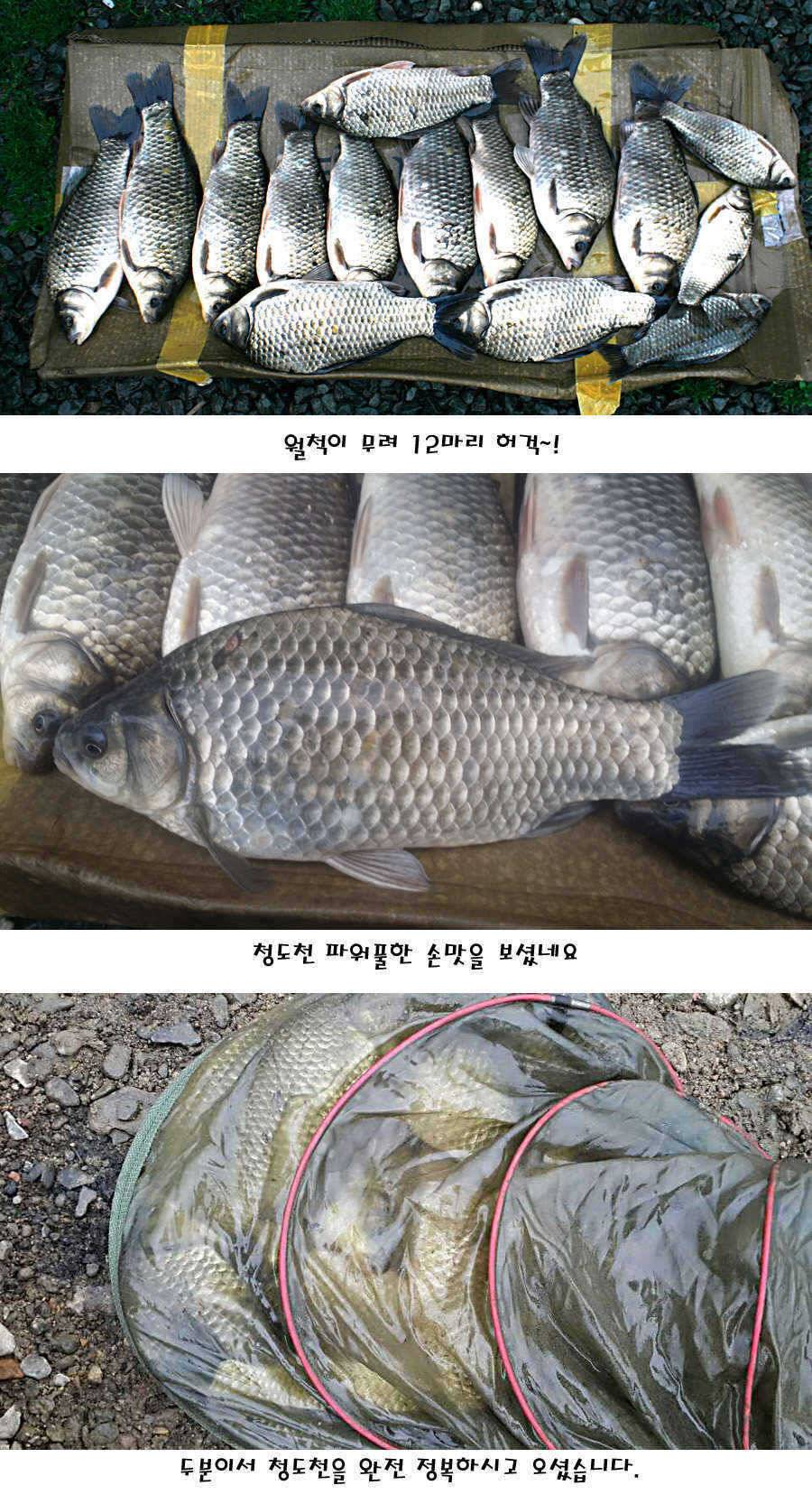 청도권 빵빵 터집니다 (조황조행기 - 특파원조황)