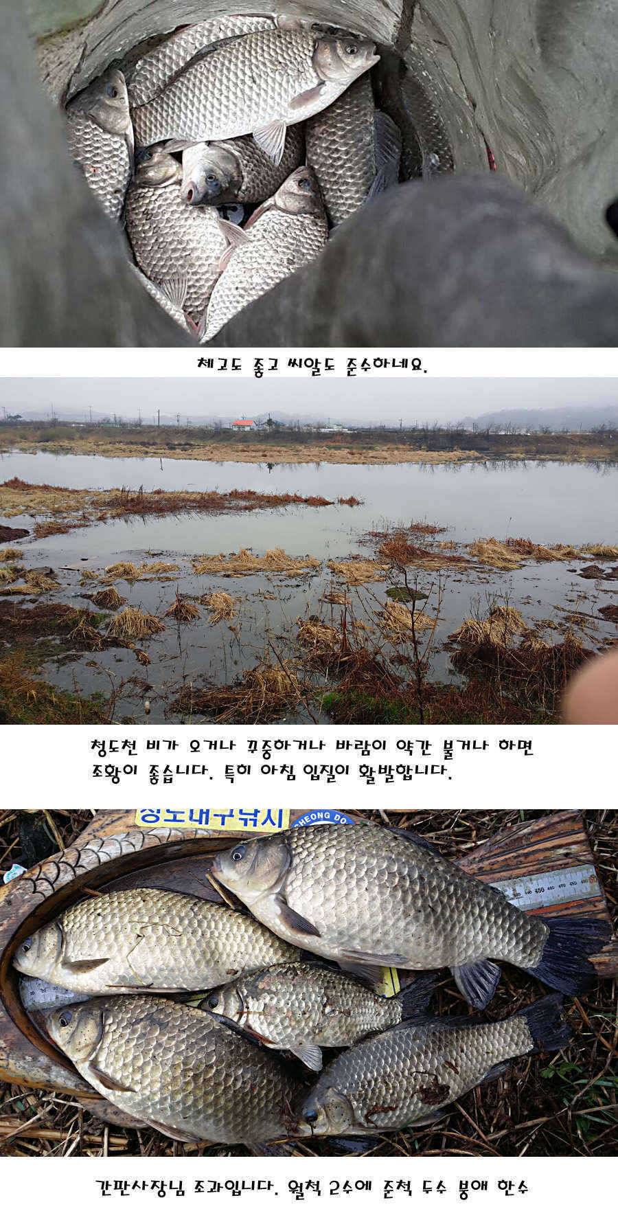 청도권 빵빵 터집니다 (조황조행기 - 특파원조황)