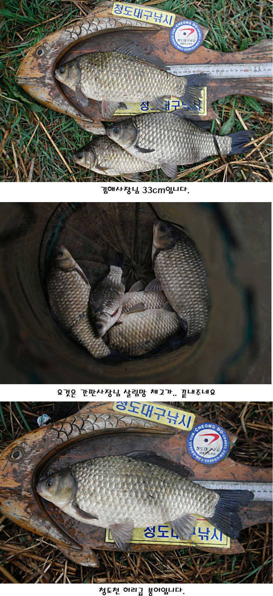 청도권 빵빵 터집니다 (조황조행기 - 특파원조황)