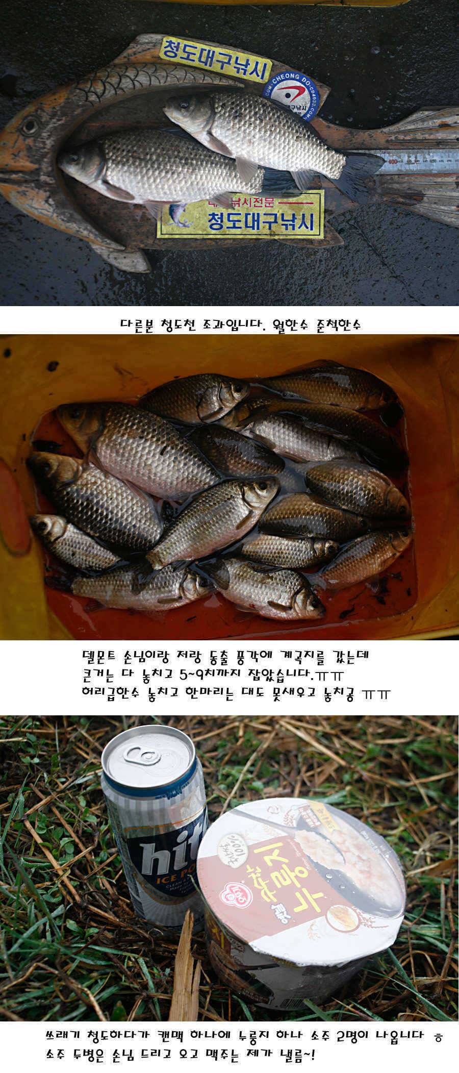 청도권 빵빵 터집니다 (조황조행기 - 특파원조황)