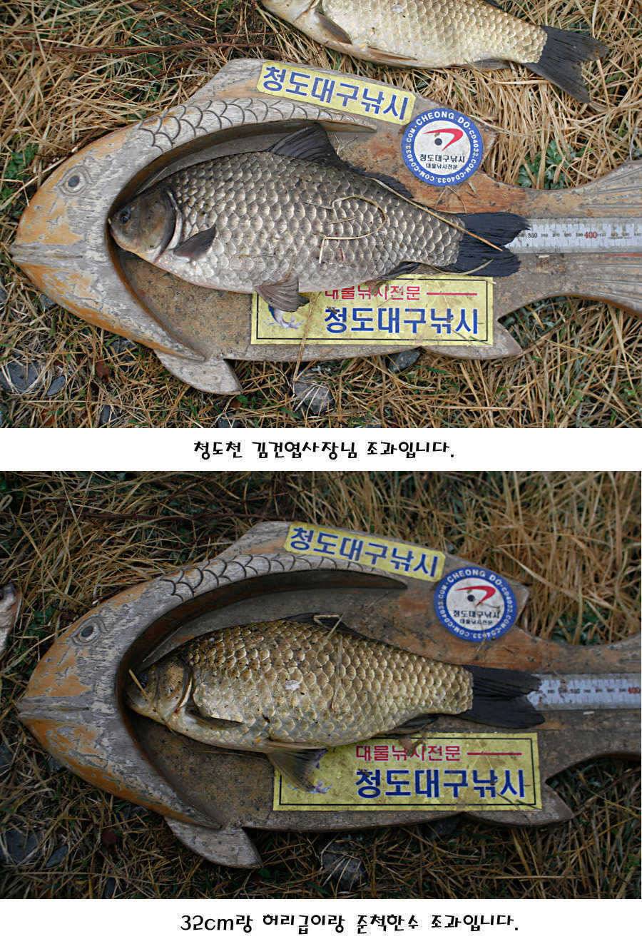 청도권 빵빵 터집니다 (조황조행기 - 특파원조황)
