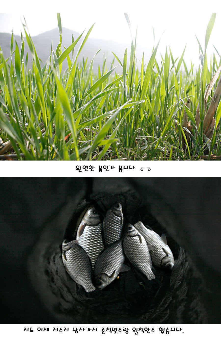청도권 빵빵 터집니다 (조황조행기 - 특파원조황)