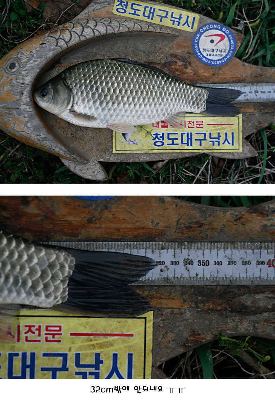 청도권 빵빵 터집니다 (조황조행기 - 특파원조황)