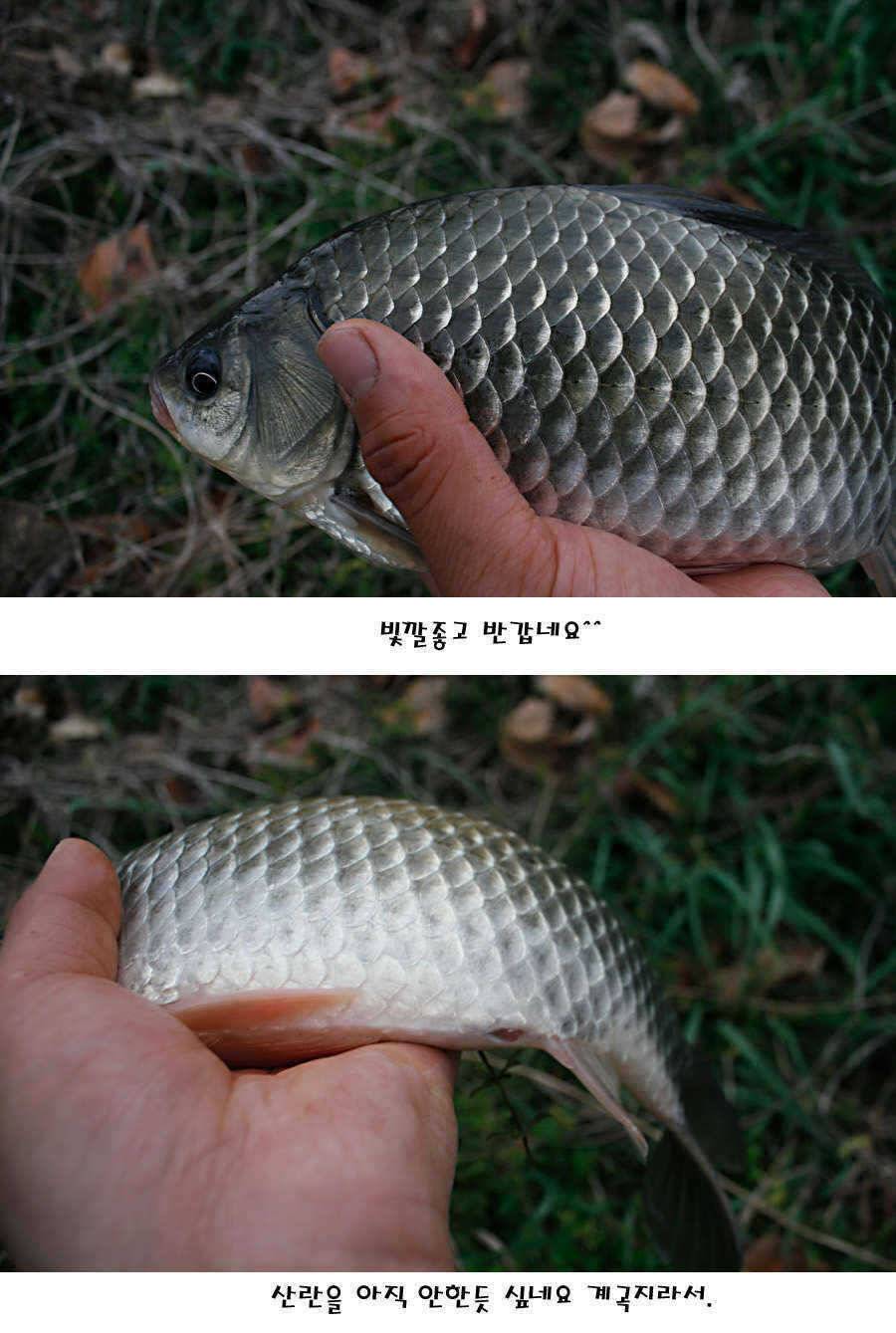 청도권 빵빵 터집니다 (조황조행기 - 특파원조황)