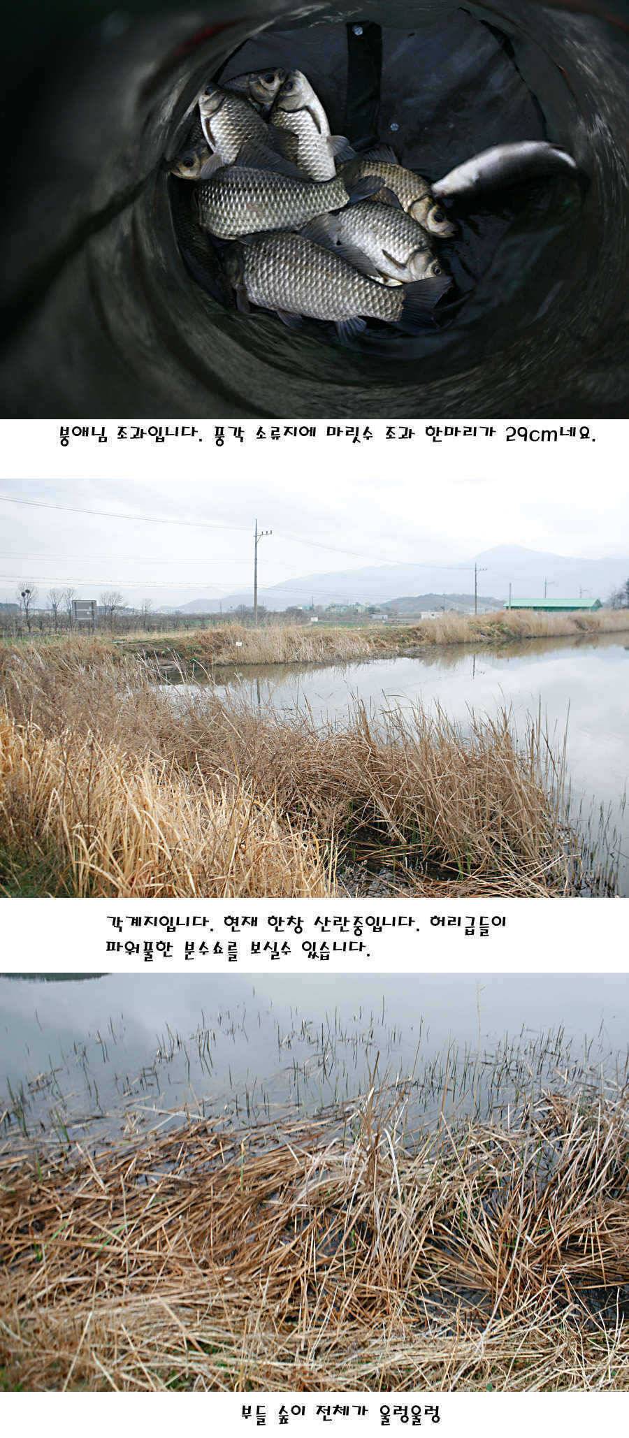청도권 빵빵 터집니다 (조황조행기 - 특파원조황)