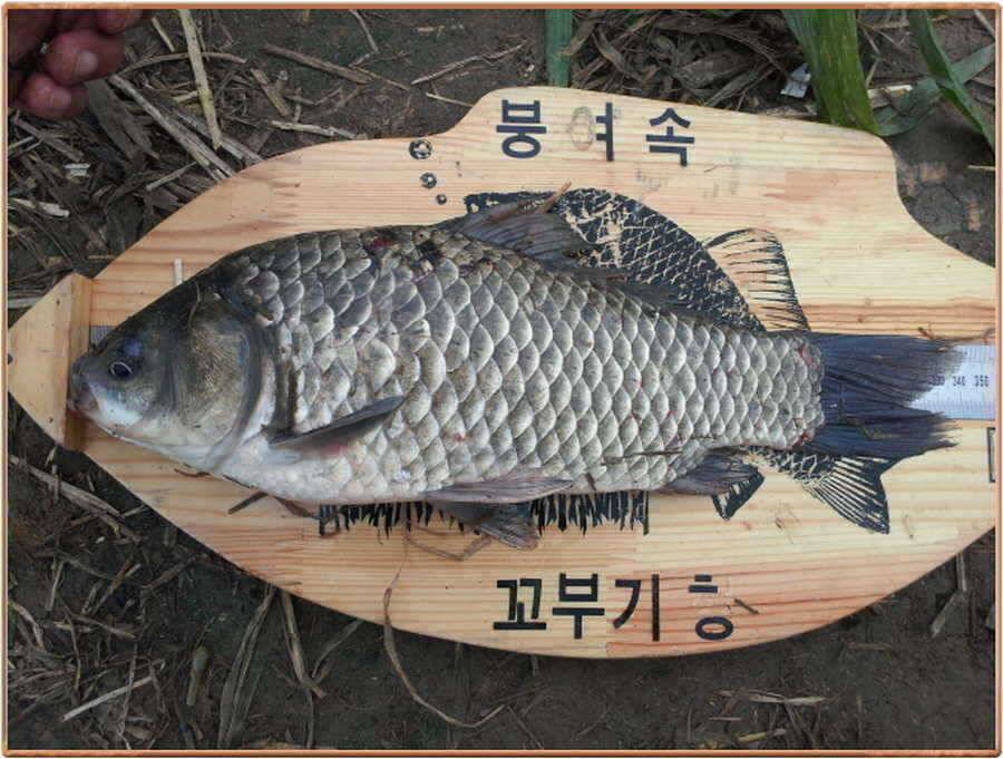 진위천의 풍성한 조과 (조황조행기 - 특파원조황)
