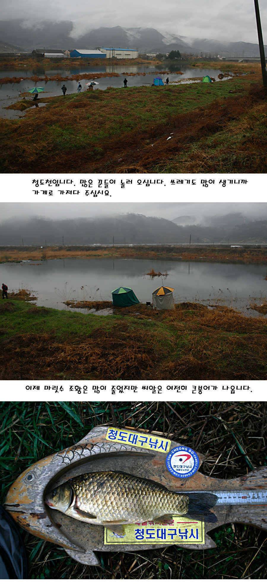 청도권 산란 찬스 발동 (조황조행기 - 특파원조황)