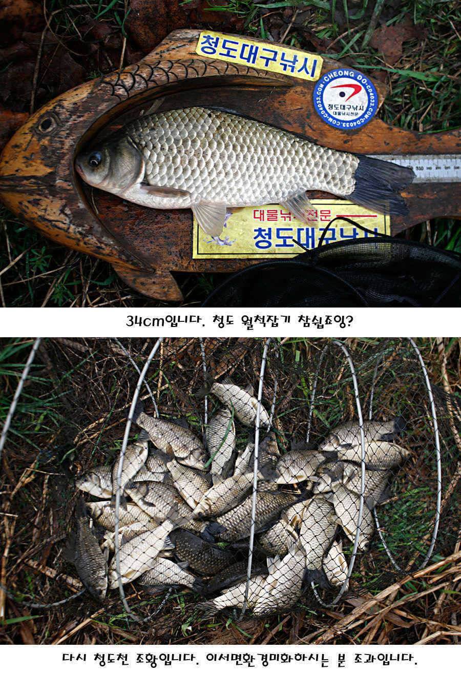 청도권 산란 찬스 발동 (조황조행기 - 특파원조황)