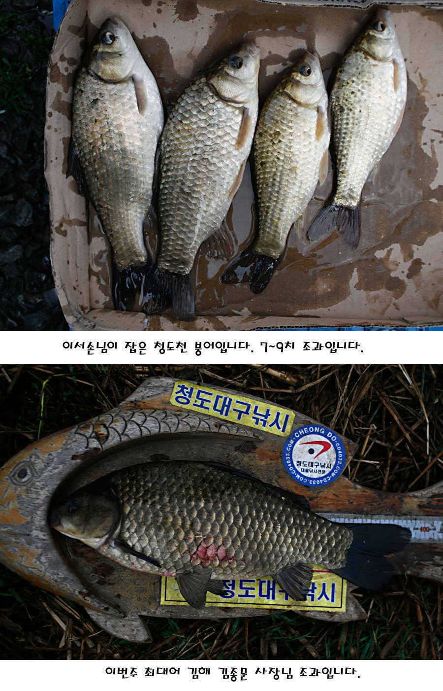 청도권 산란 찬스 발동 (조황조행기 - 특파원조황)