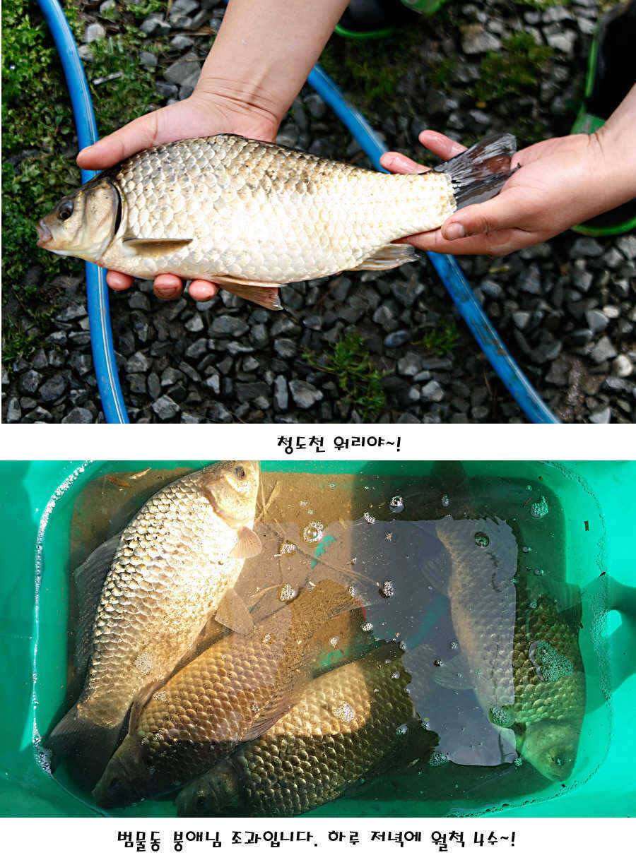 청도권 산란 찬스 발동 (조황조행기 - 특파원조황)
