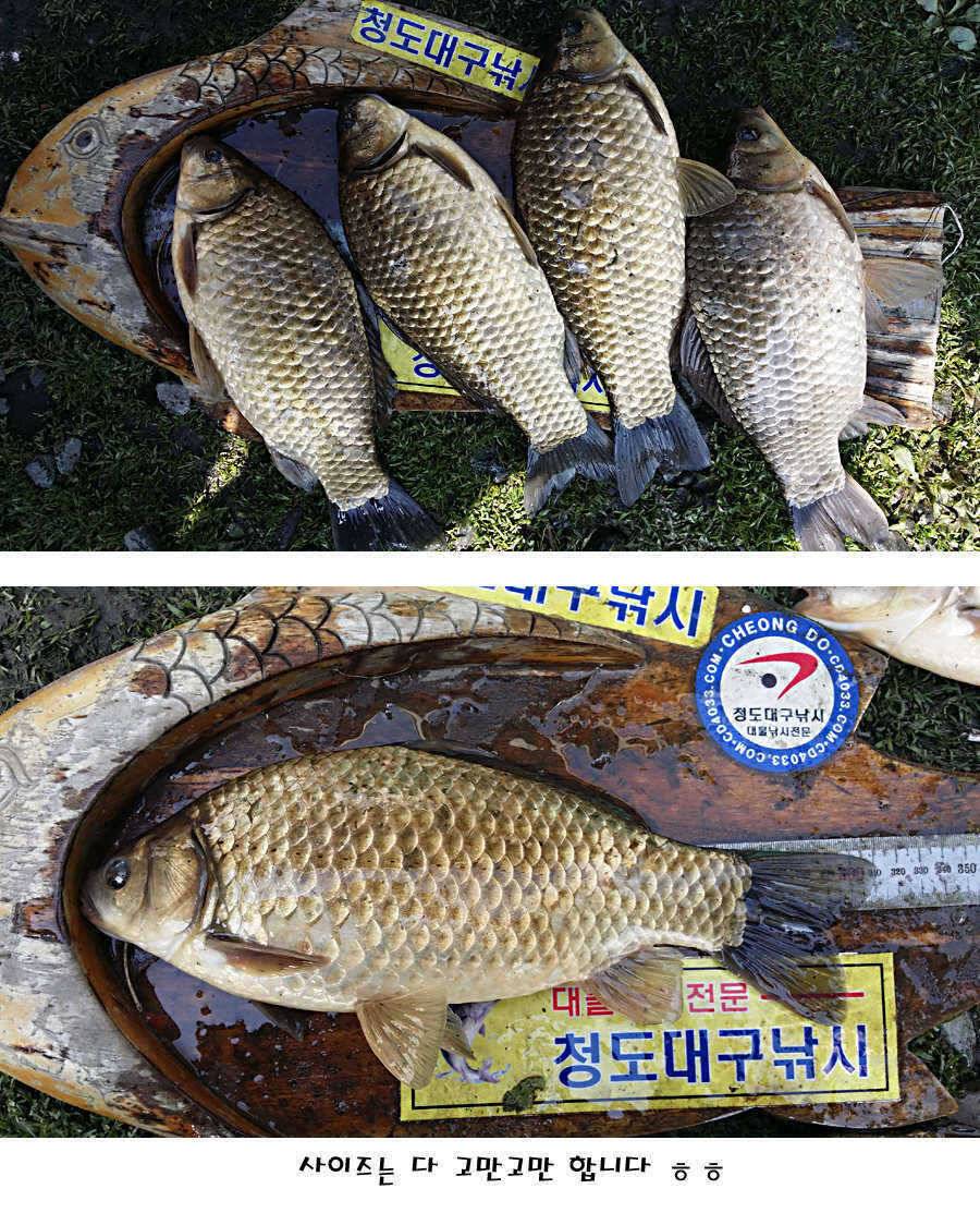 청도권 산란 찬스 발동 (조황조행기 - 특파원조황)