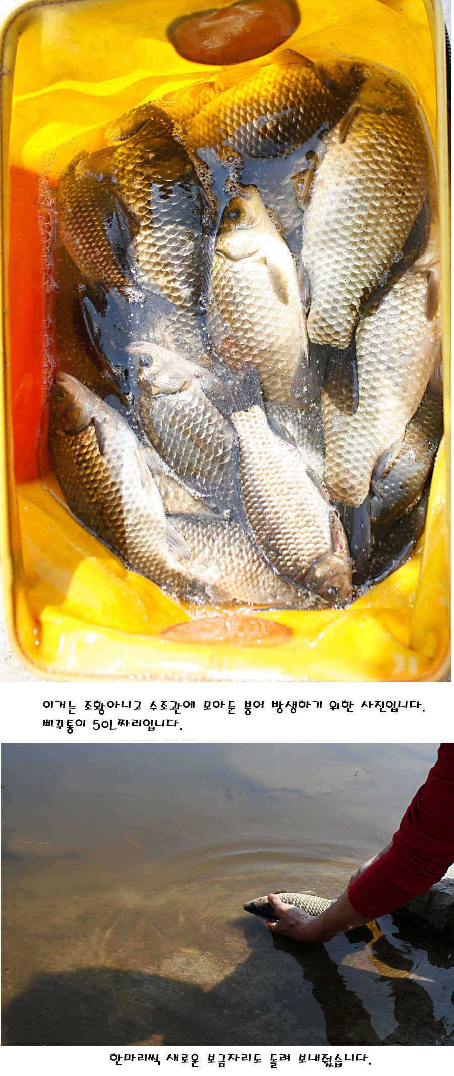청도권 산란 찬스 발동 (조황조행기 - 특파원조황)