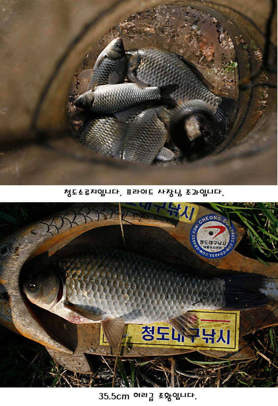 청도권 산란 찬스 발동 (조황조행기 - 특파원조황)