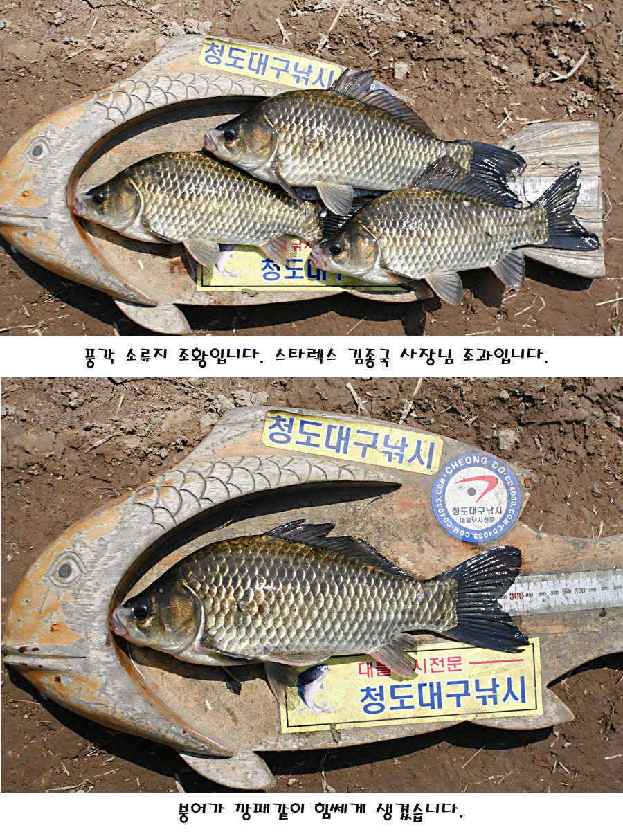 청도권 산란 찬스 발동 (조황조행기 - 특파원조황)