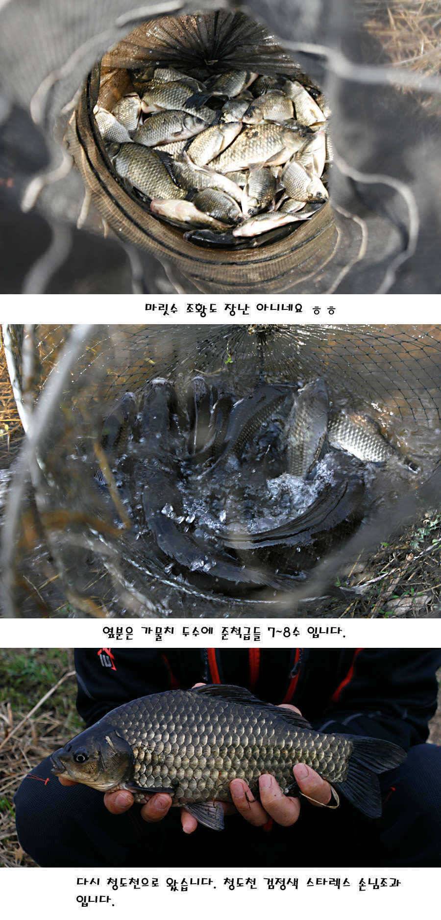 청도권 산란 찬스 발동 (조황조행기 - 특파원조황)