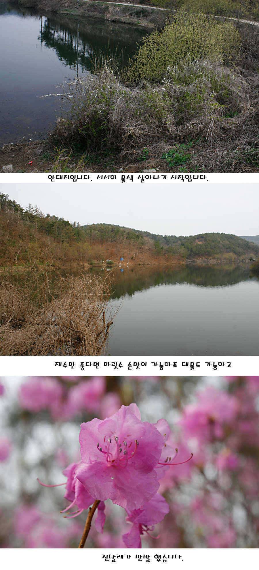 청도권 산란 찬스 발동 (조황조행기 - 특파원조황)