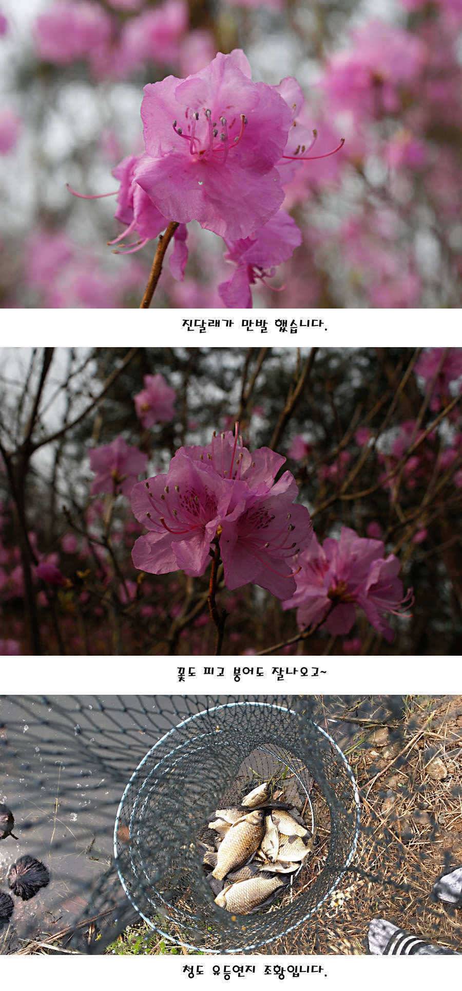 청도권 산란 찬스 발동 (조황조행기 - 특파원조황)