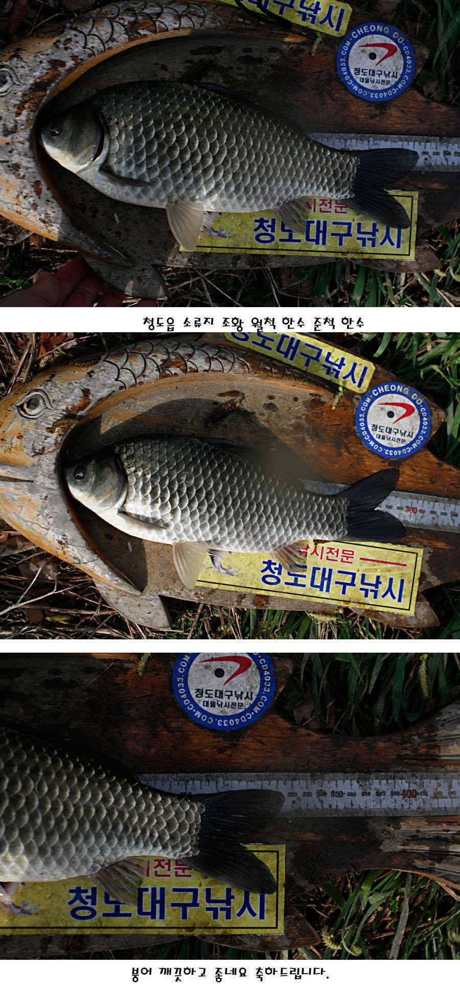 청도권 산란 찬스 발동 (조황조행기 - 특파원조황)
